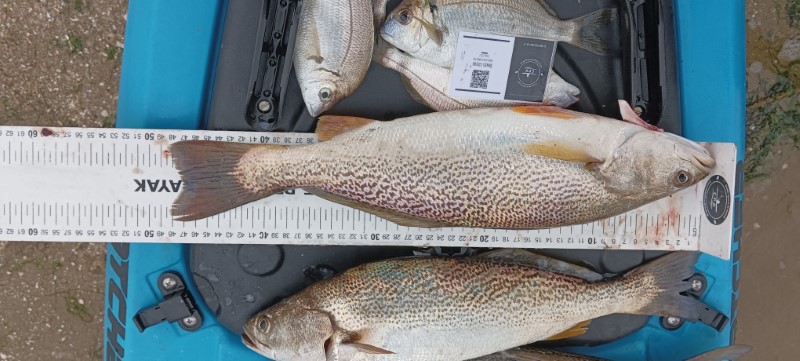 Fish Measure Picture
